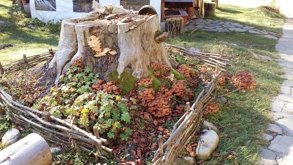 Camping Bor Hotel Rila Monastery Zewnętrze zdjęcie